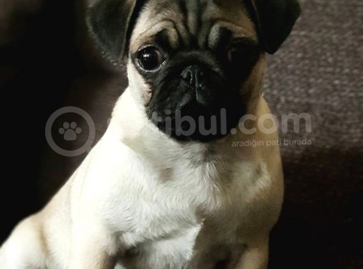 Veteriner Teknikerinden Irk Ve Sağlık Garantili Sevimli Pug görsel