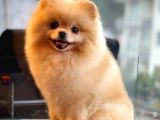Safkan Yetişkin Pomeranian Boo Kızımız Yarışma Düzeyinde