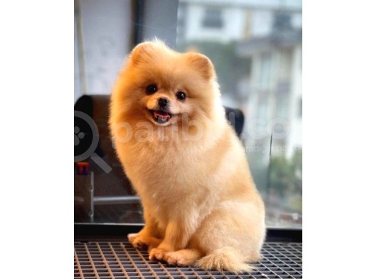 Safkan Yetişkin Pomeranian Boo Kızımız Yarışma Düzeyinde görsel