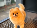 Safkan Yetişkin Pomeranian Boo Kızımız Yarışma Düzeyinde