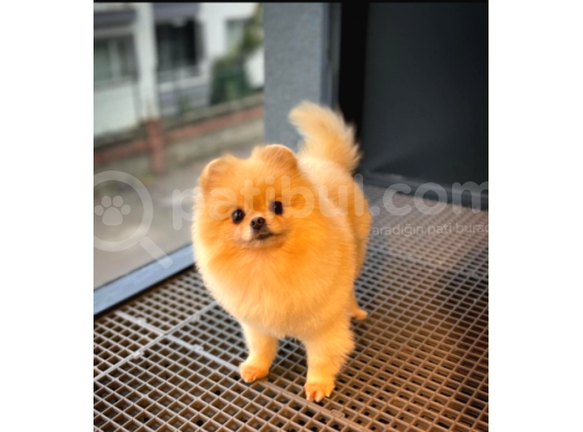 Safkan Yetişkin Pomeranian Boo Kızımız Yarışma Düzeyinde görsel