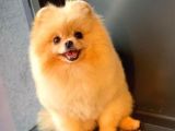 Safkan Yetişkin Pomeranian Boo Kızımız Yarışma Düzeyinde