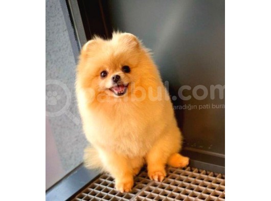 Safkan Yetişkin Pomeranian Boo Kızımız Yarışma Düzeyinde görsel