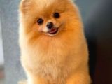 Safkan Yetişkin Pomeranian Boo Kızımız Yarışma Düzeyinde