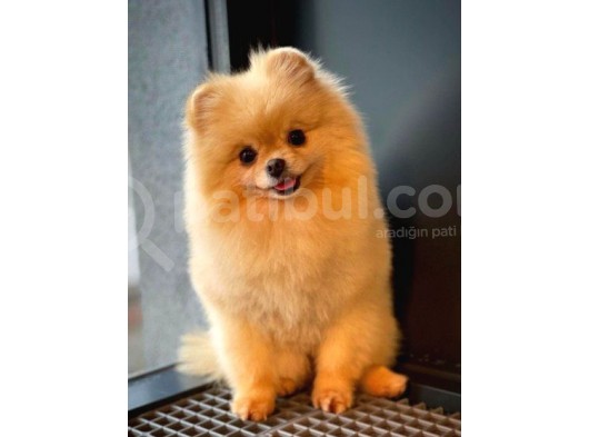 Safkan Yetişkin Pomeranian Boo Kızımız Yarışma Düzeyinde görsel