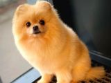 Safkan Yetişkin Pomeranian Boo Kızımız Yarışma Düzeyinde