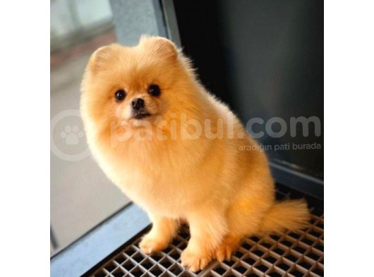 Safkan Yetişkin Pomeranian Boo Kızımız Yarışma Düzeyinde görsel