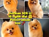 Safkan Yetişkin Pomeranian Boo Kızımız Yarışma Düzeyinde