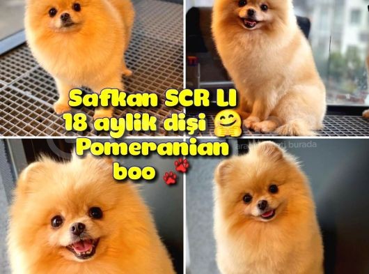 Safkan Yetişkin Pomeranian Boo Kızımız Yarışma Düzeyinde görsel