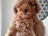 Irkının Temsilcisi Toy Poodle