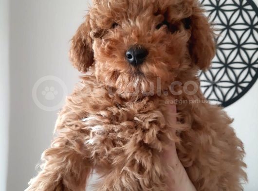 Irkının Temsilcisi Toy Poodle görsel