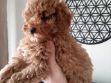 Irkının Temsilcisi Toy Poodle