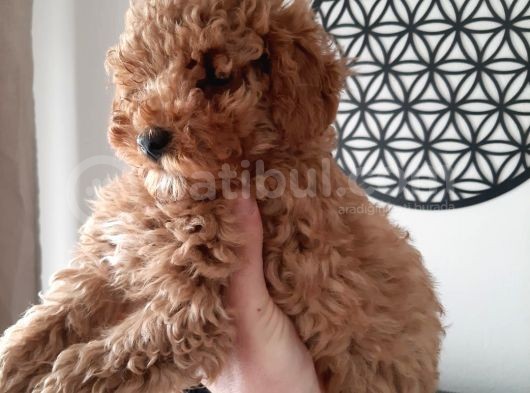 Irkının Temsilcisi Toy Poodle görsel