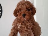 Irkının Temsilcisi Toy Poodle