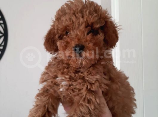 Irkının Temsilcisi Toy Poodle görsel