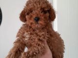 Irkının Temsilcisi Toy Poodle