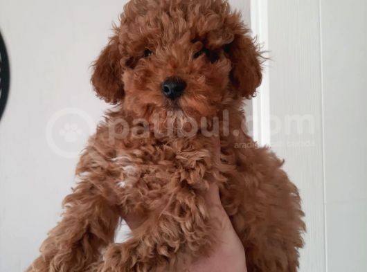 Irkının Temsilcisi Toy Poodle görsel