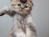 Altın Çocuklar Serisi Scottish Fold