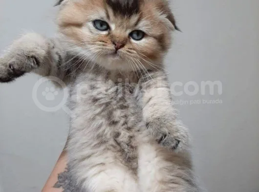 Altın Çocuklar Serisi Scottish Fold
