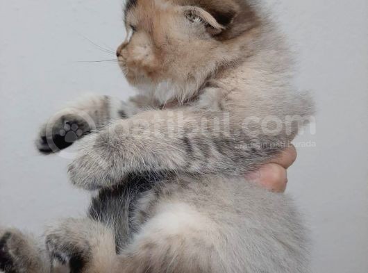Altın Çocuklar Serisi Scottish Fold görsel