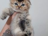 Altın Çocuklar Serisi Scottish Fold