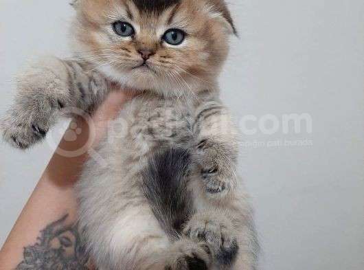Altın Çocuklar Serisi Scottish Fold görsel