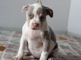 Abkc Secereli American Bully Yavrularım