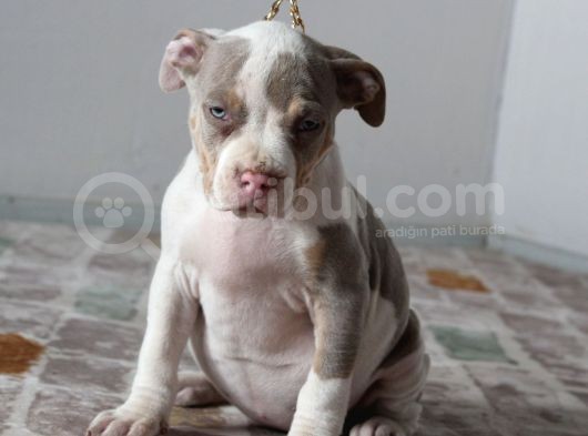 Abkc Secereli American Bully Yavrularım görsel
