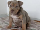 Abkc Secereli American Bully Yavrularım