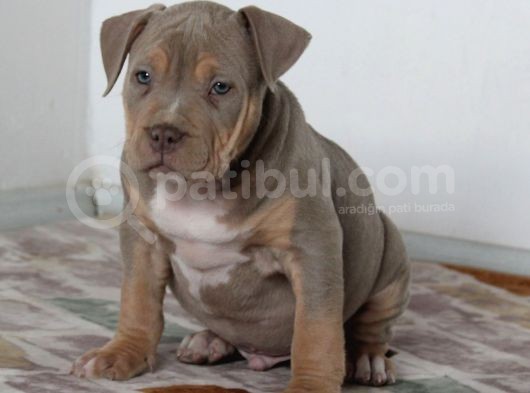 Abkc Secereli American Bully Yavrularım görsel