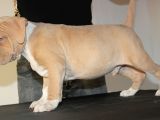 Abkc Secereli American Bully Yavrularım