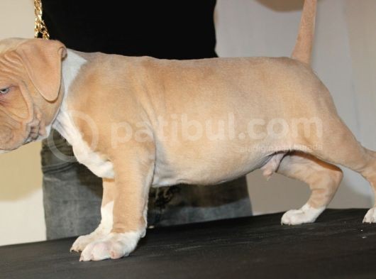 Abkc Secereli American Bully Yavrularım görsel