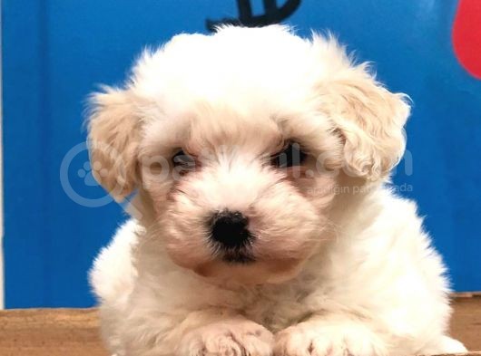 2 Aylık Erkek Malti̇poo Yavrularımız görsel