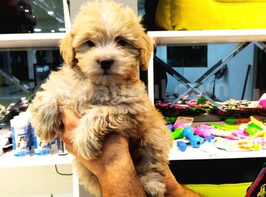2 Aylık Erkek Malti̇poo Yavrularımız görsel