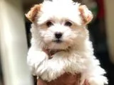 2.5 Aylık Di̇şi̇ Malti̇poo Yavrularımız