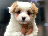 2.5 Aylık Di̇şi̇ Malti̇poo Yavrularımız