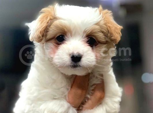 2.5 Aylık Di̇şi̇ Malti̇poo Yavrularımız görsel