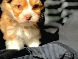 Veteriner Teknikerinden Irk Ve Sağlık Garantili Morkie Yavrumuz