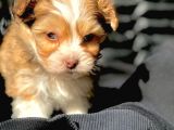 Veteriner Teknikerinden Irk Ve Sağlık Garantili Morkie Yavrumuz