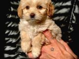 Veteriner Teknikerinden Irk Ve Sağlık Garantili Maltipoo