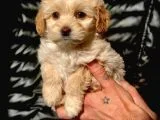Veteriner Teknikerinden Irk Ve Sağlık Garantili Maltipoo