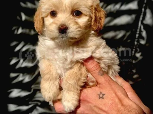 Veteriner Teknikerinden Irk Ve Sağlık Garantili Maltipoo