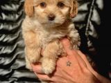 Veteriner Teknikerinden Irk Ve Sağlık Garantili Maltipoo