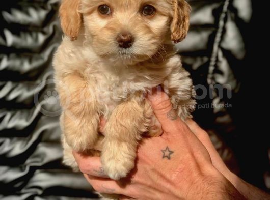 Veteriner Teknikerinden Irk Ve Sağlık Garantili Maltipoo görsel