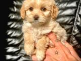 Veteriner Teknikerinden Irk Ve Sağlık Garantili Maltipoo