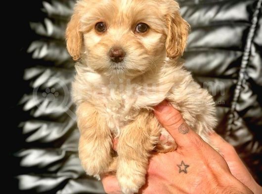 Veteriner Teknikerinden Irk Ve Sağlık Garantili Maltipoo görsel
