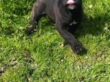 Dev Canecorsa Yavrularımız