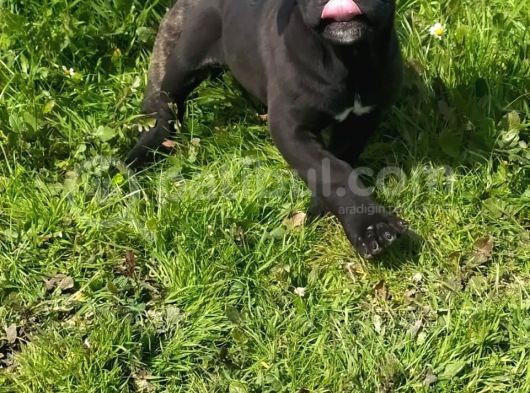 Dev Canecorsa Yavrularımız görsel