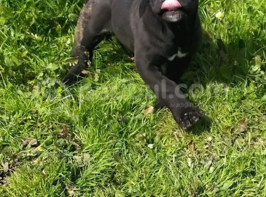 Dev Canecorsa Yavrularımız