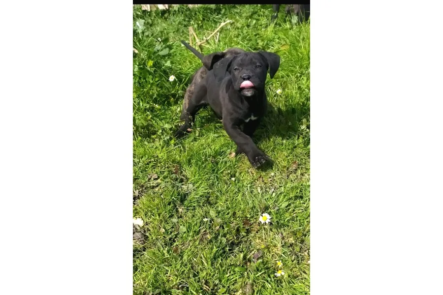 Dev Canecorsa Yavrularımız